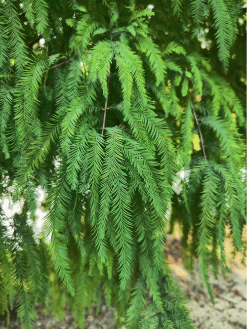 植物宗师 植物大师百度百科