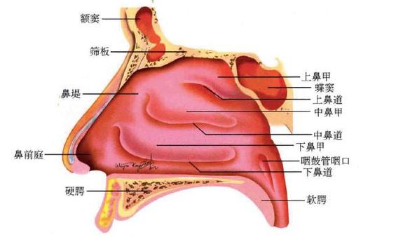 鼻腔结构图 鼻腔结构图解剖图3D
