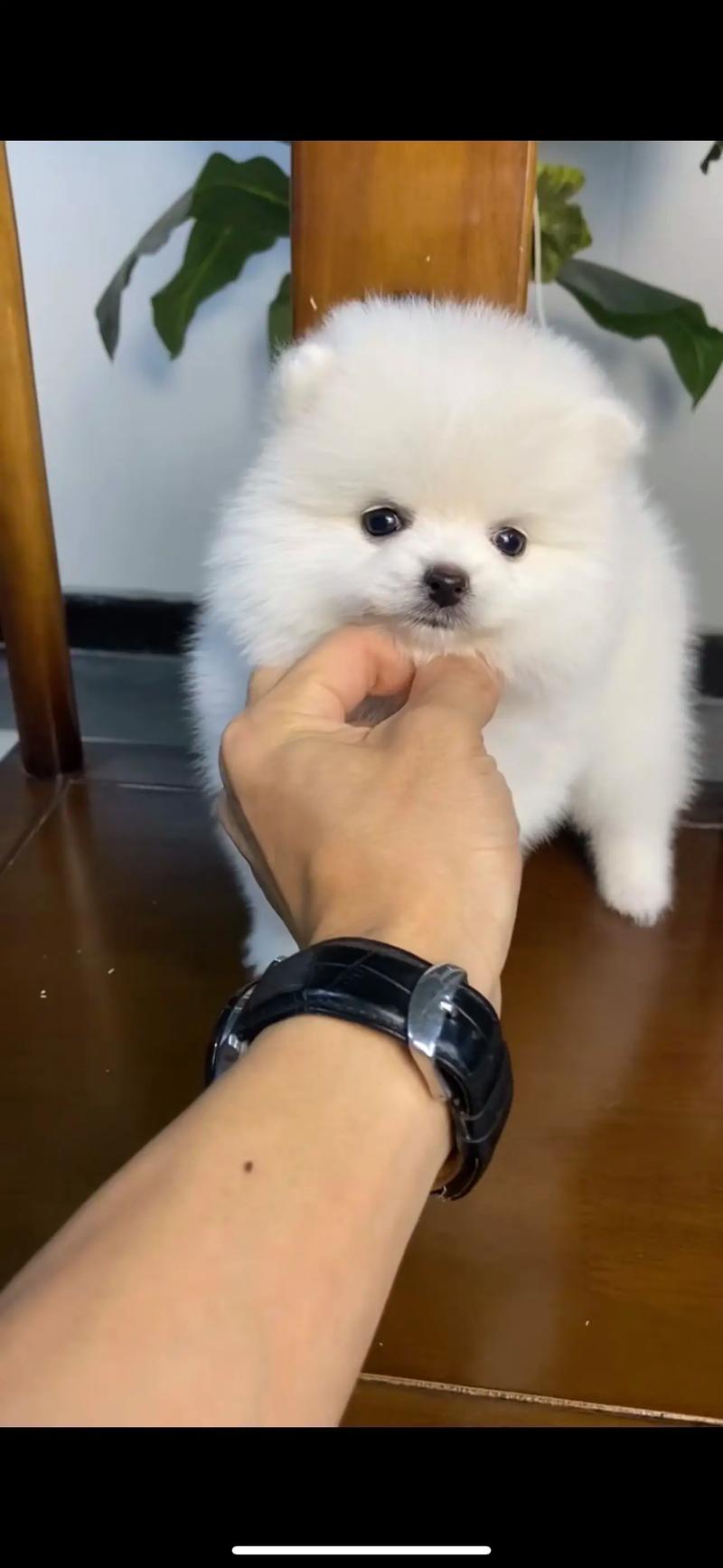 博美犬多少钱一只 5元一只小博美