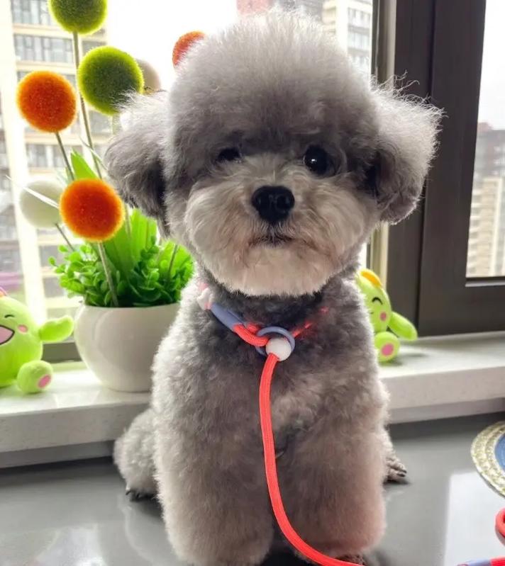 泰迪狗多少钱一只 泰迪最忌三种人