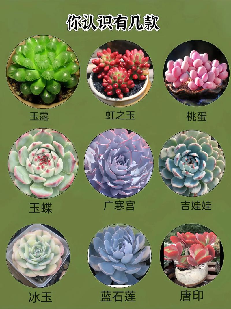 多肉植物怎么养 多肉怎么养才能养好