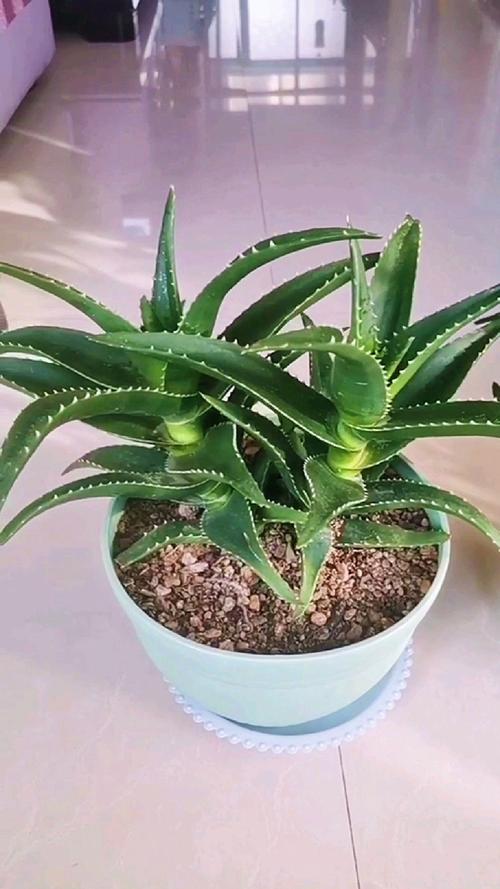 芦荟怎么养 芦荟可以吃吗自己家养的