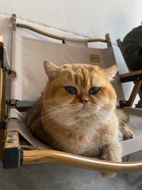 加菲猫多少钱一只 加菲猫的市场价格