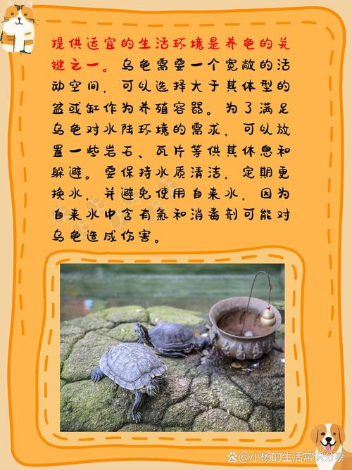 乌龟吃什么 如何养好乌龟