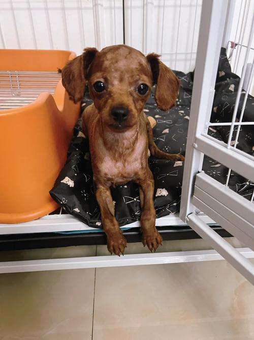 泰迪犬多少钱一只 小鹿犬多少钱一只小型正宗