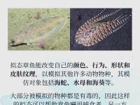 电鳗为什么会放电 电鳗离开水还能放电吗