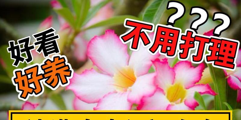 沙漠玫瑰出装攻略（解析沙漠玫瑰英雄出装技巧，让你成为无敌战士）